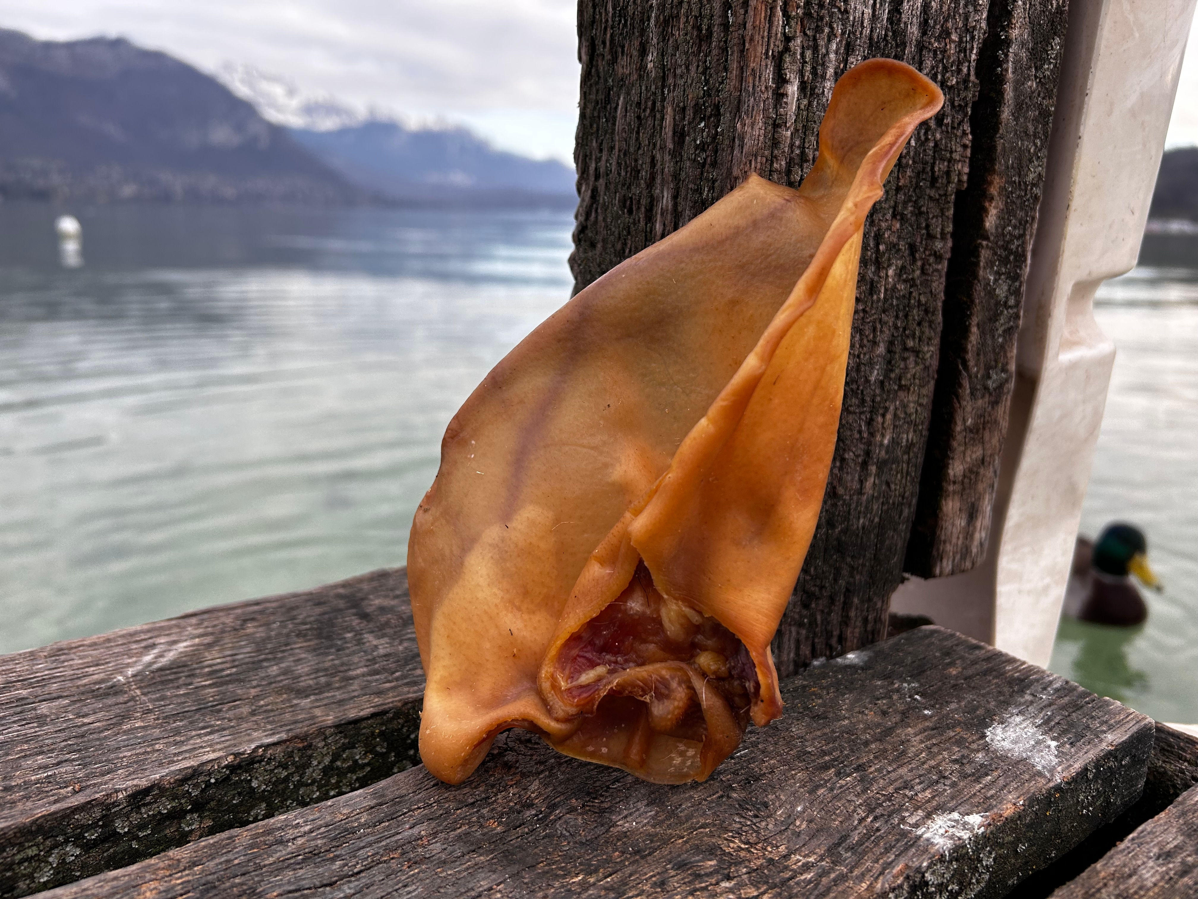 Oreille de porc XL - 1 pc