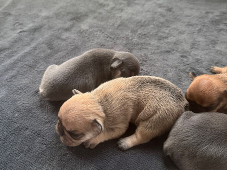 Week 2 French Bulldog Puppy Milestones: Early Growth (Days 8–14)