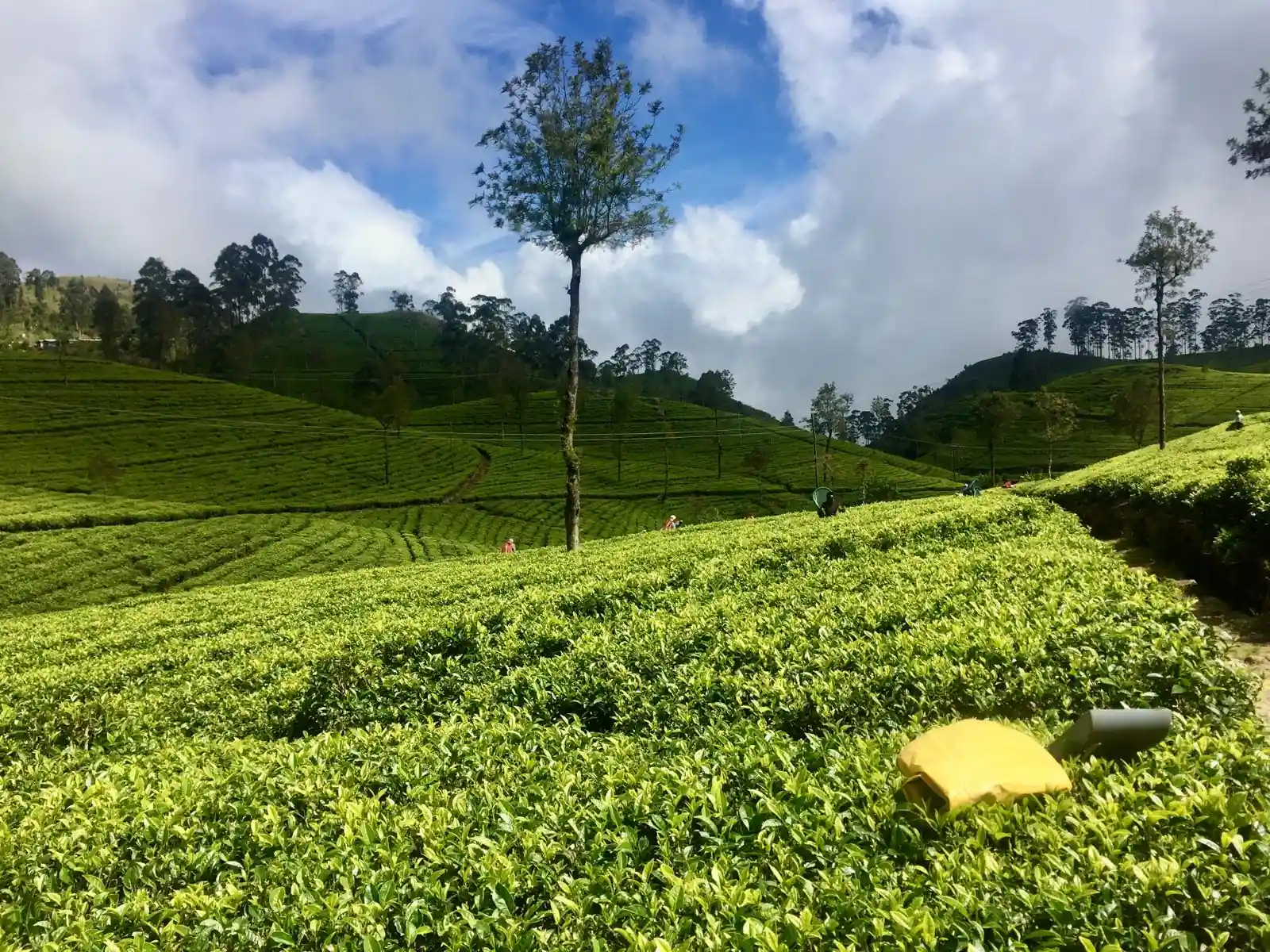 Plantations thé collines Sri Lanka
