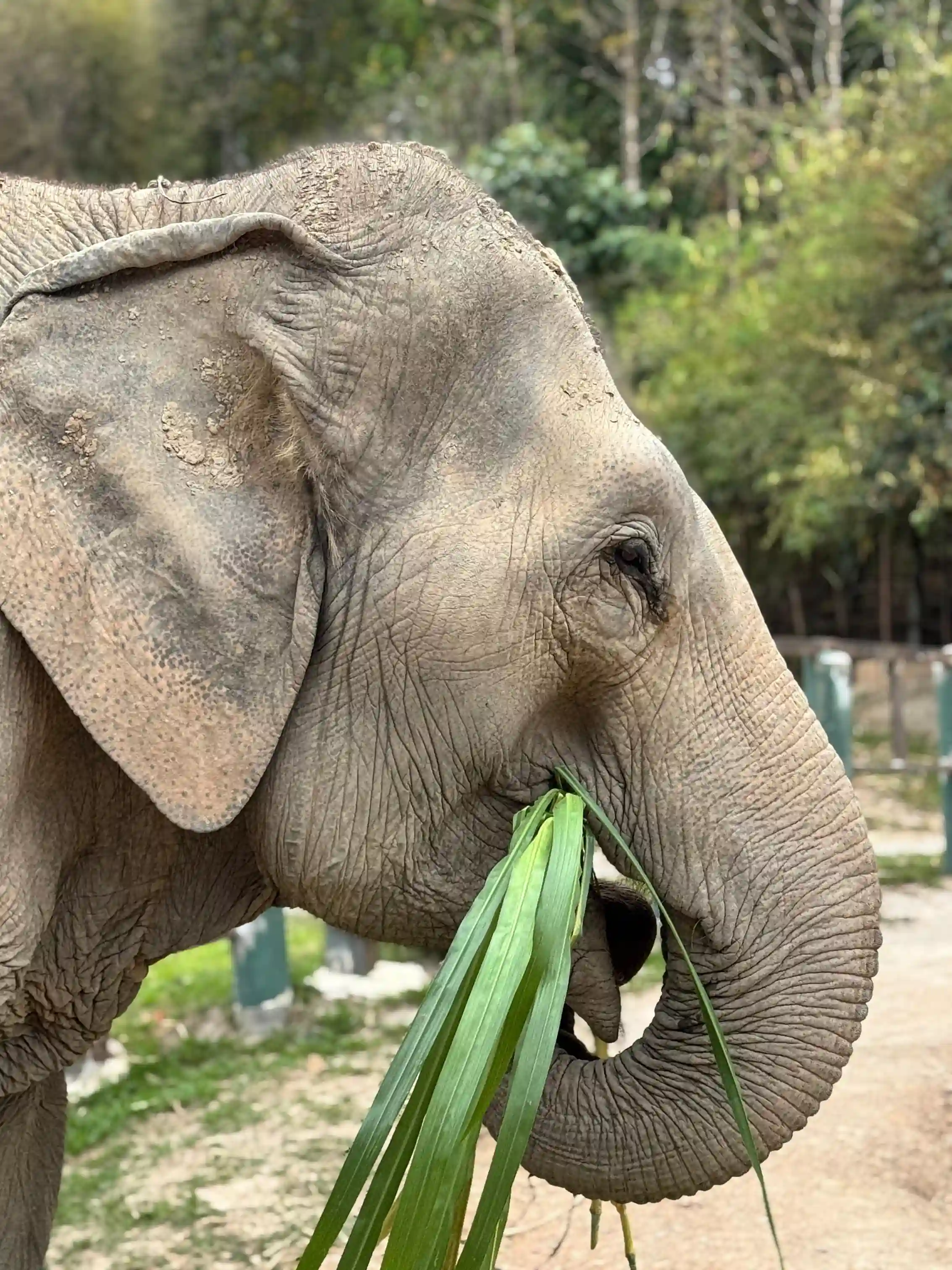 Éléphant mangeant feuilles sanctuaire Chiang Mai Thaïlande