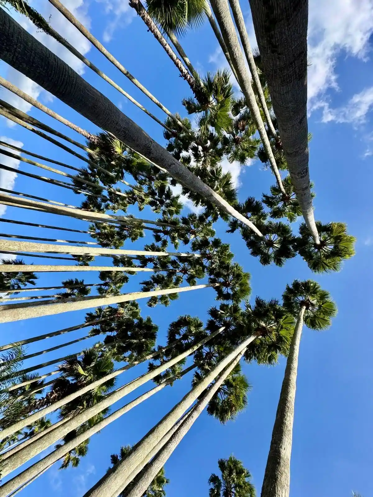 Palmiers vue ciel bleu Corée du Sud