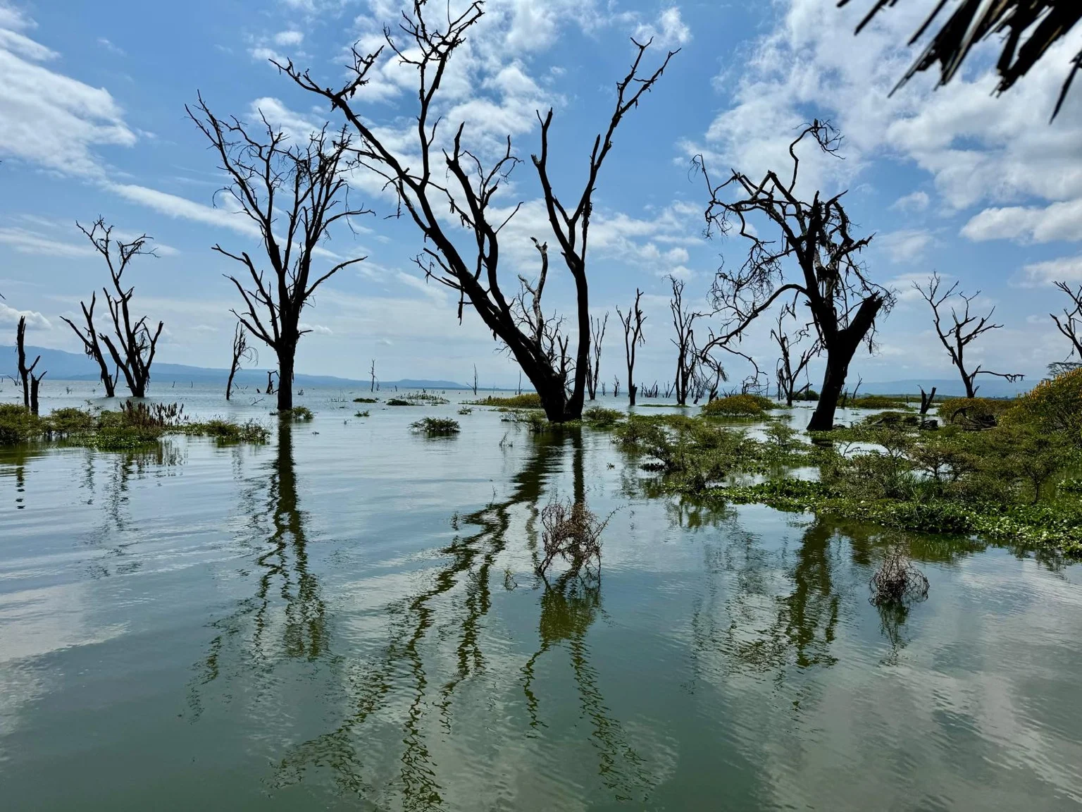 Arbres immergés lac Naivasha reflets eau Kenya Afrique