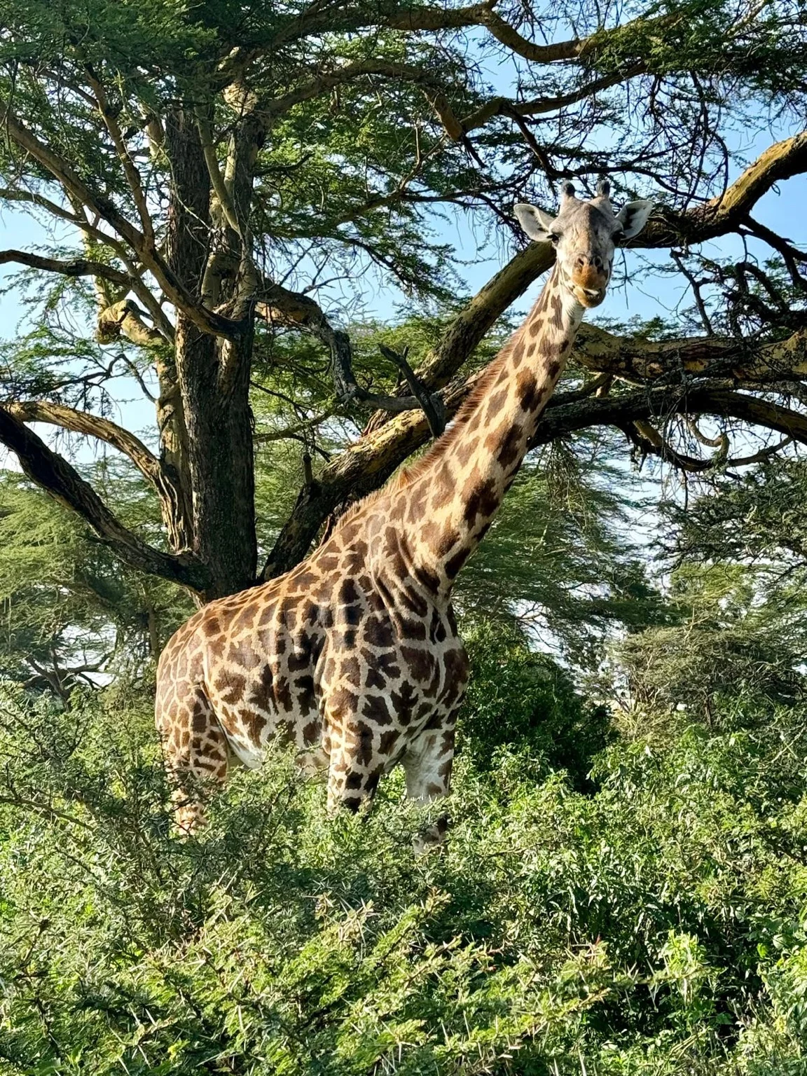 Girafe végétation Crescent Island Kenya Afrique