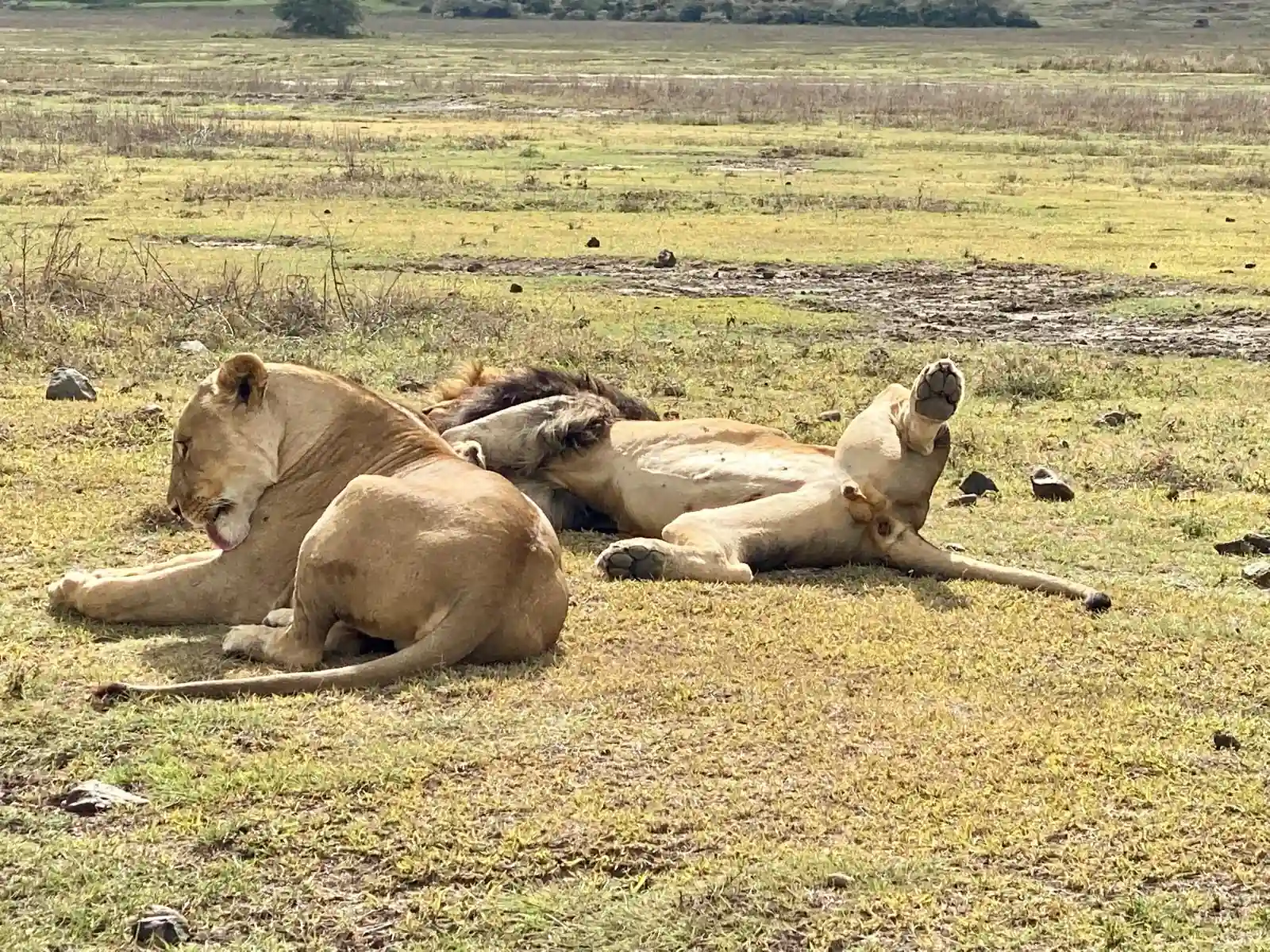 Lions repos cratère Ngorongoro Tanzanie