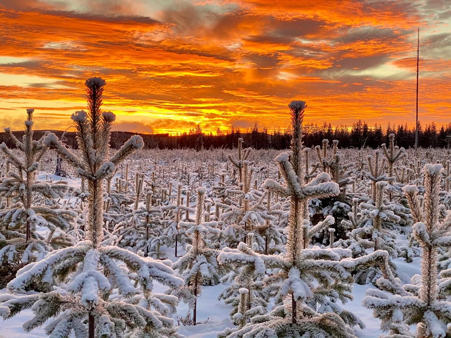 Coucher soleil forêt enneigée Laponie Suédoise Umeå Lycksele