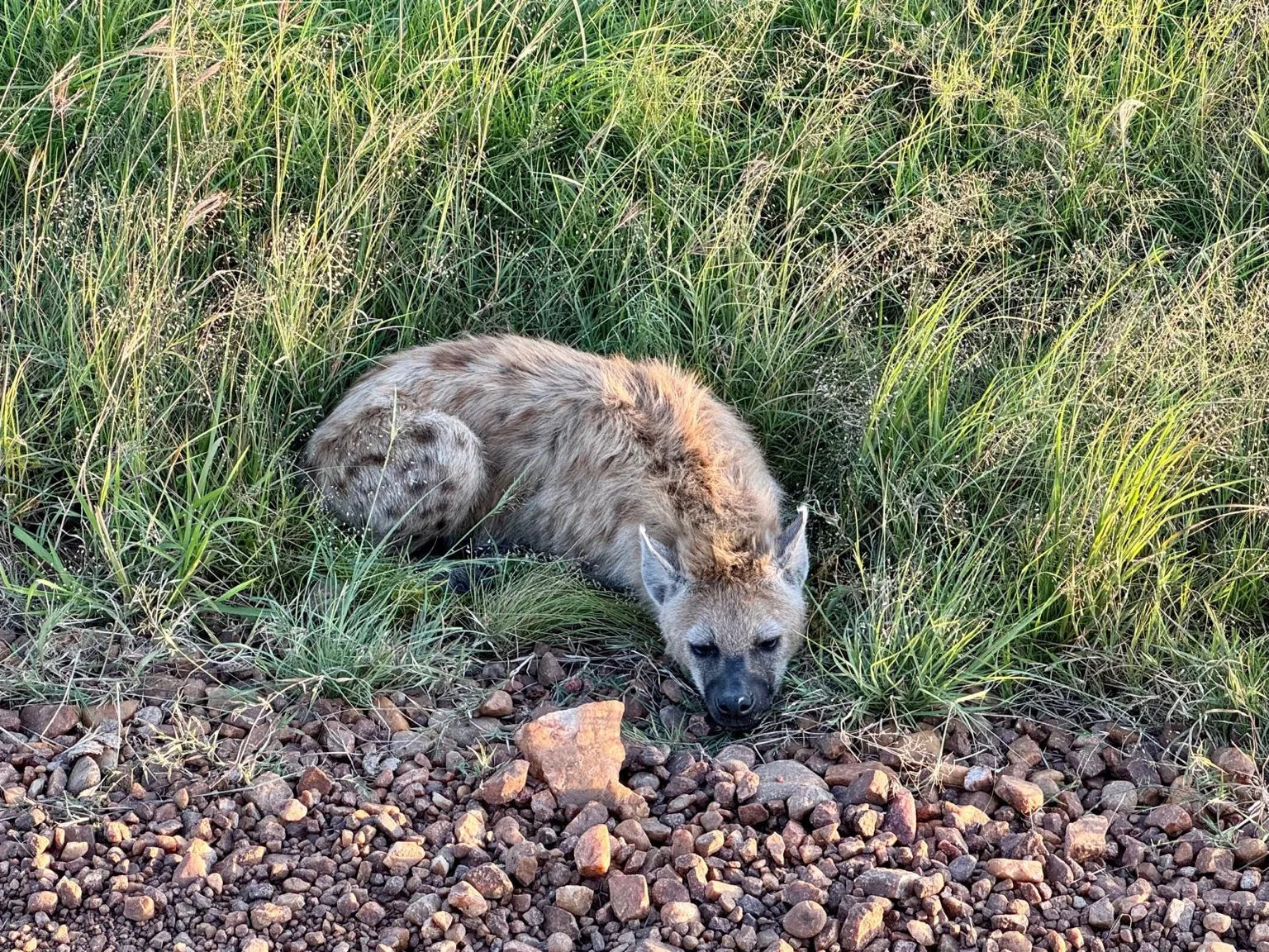 Hyène allongée herbe safari Kenya Afrique
