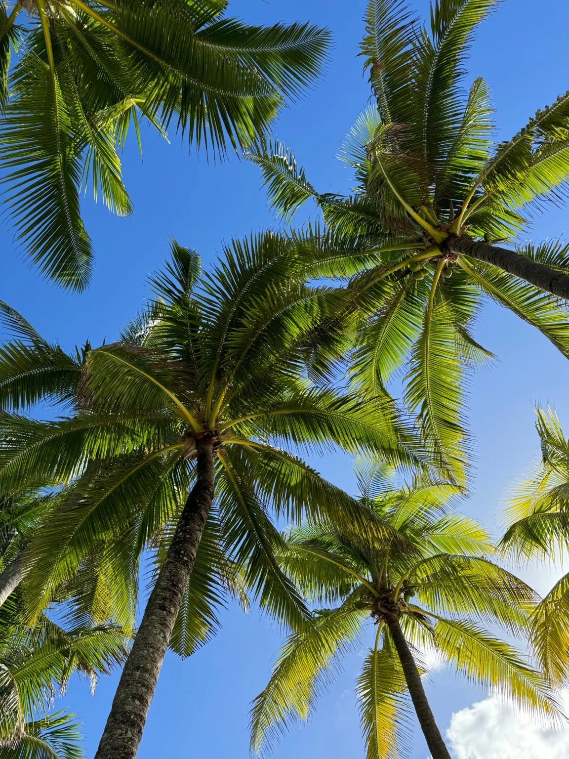 Palmiers ciel bleu Beachcomber Trou aux Biches île Maurice