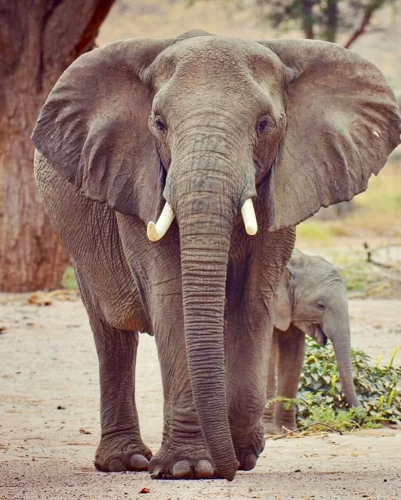 Éléphante et son éléphanteau marchant dans le parc d'Etosha, Namibie