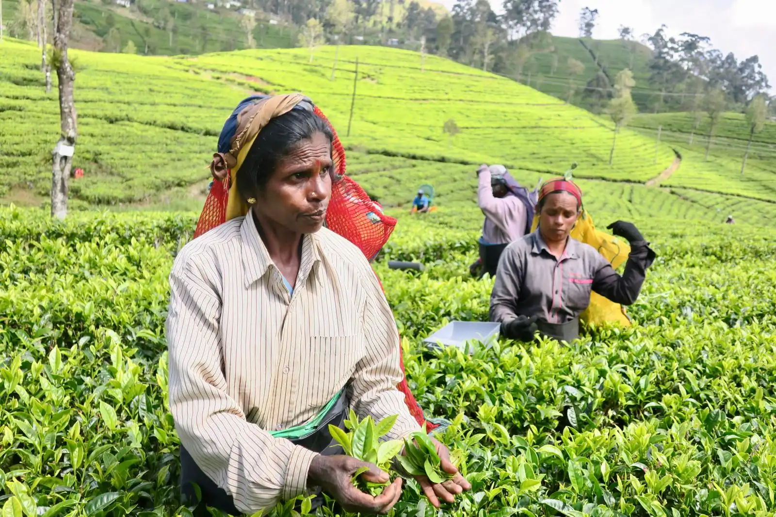 Cueilleuse thé plantation Sri Lanka