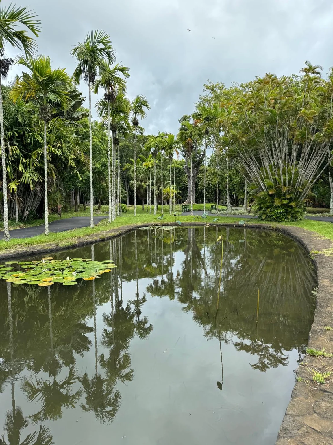 Étang nénuphars palmiers Jardin Pamplemousses nord île Maurice