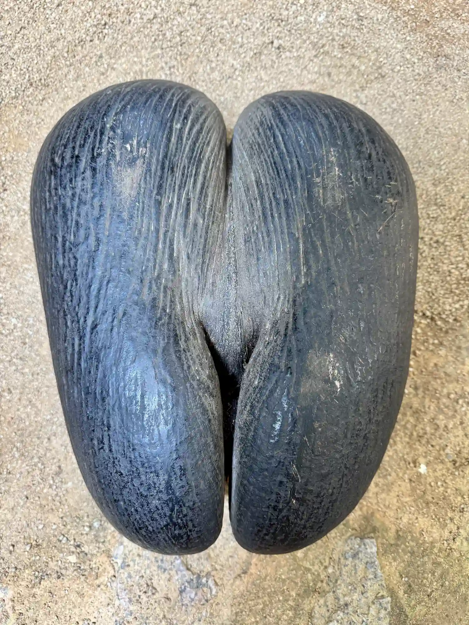 Coco de mer noix Vallée de Mai Praslin Seychelles