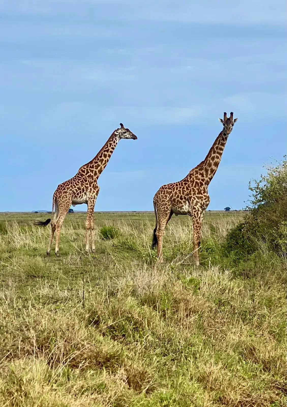 Deux girafes savane parc Tarangire Tanzanie