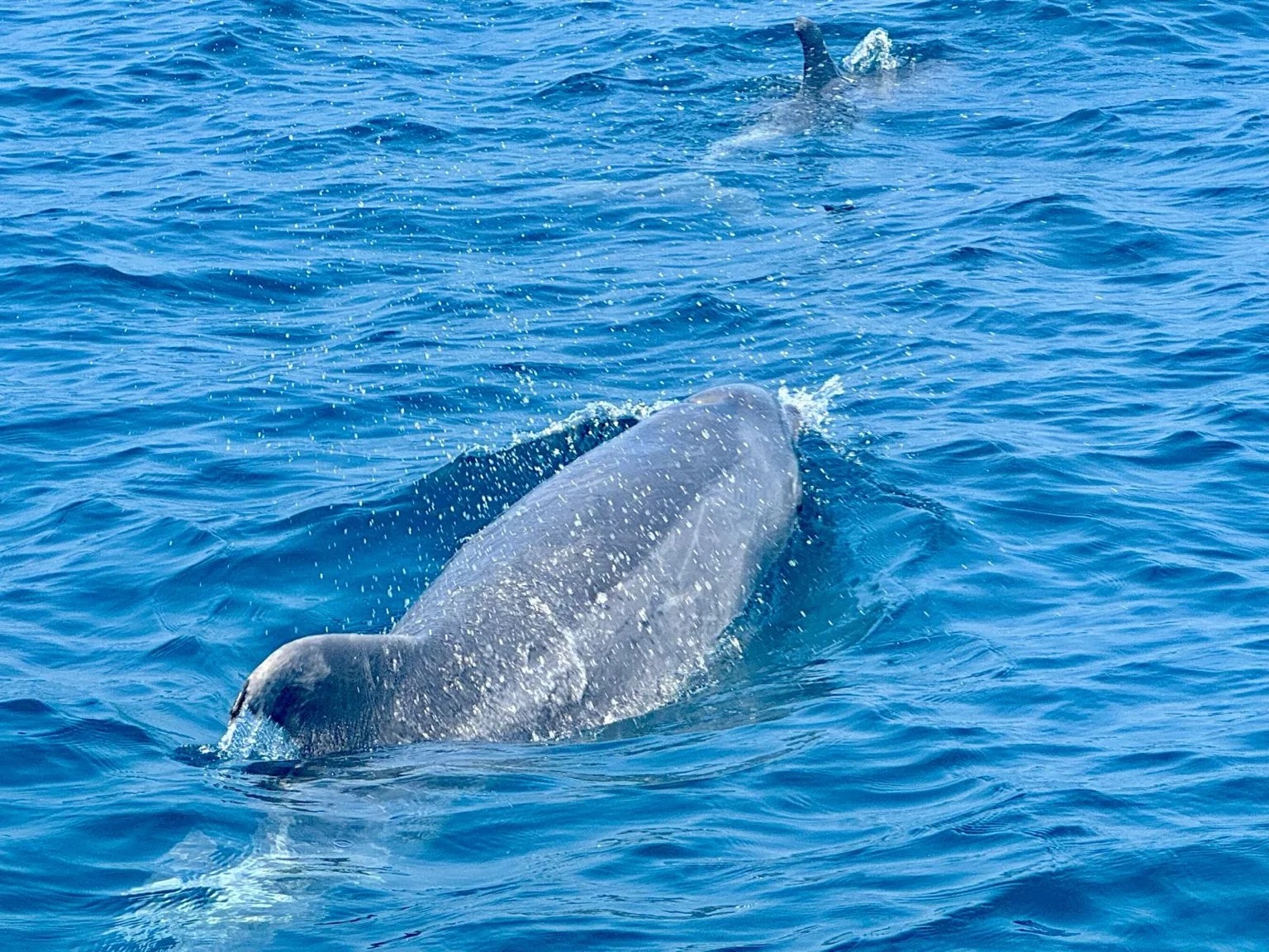 Baleines et dauphins émergeant océan Albufeira Algarve Portugal