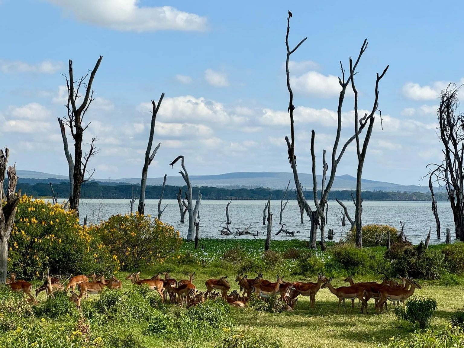 Gazelles broutant lac Crescent Island Kenya Afrique
