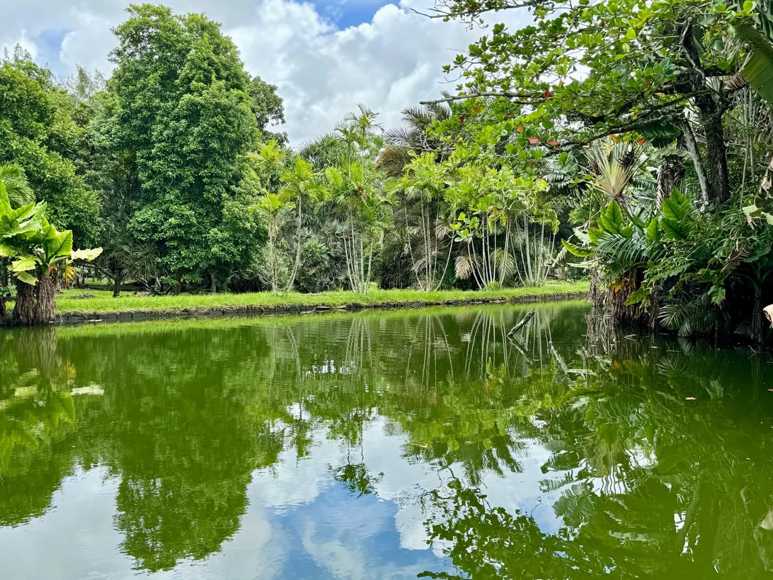 Étang végétation luxuriante Jardin Pamplemousses nord île Maurice