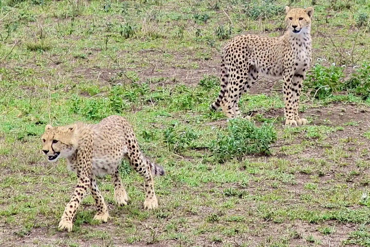 Deux guépards cratère Ngorongoro Tanzanie