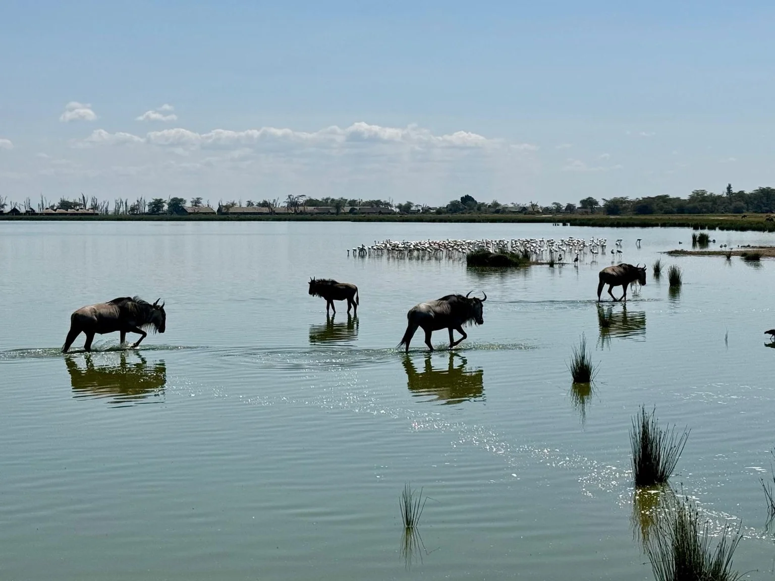 Gnous traversant lac parc Amboseli Kenya Afrique