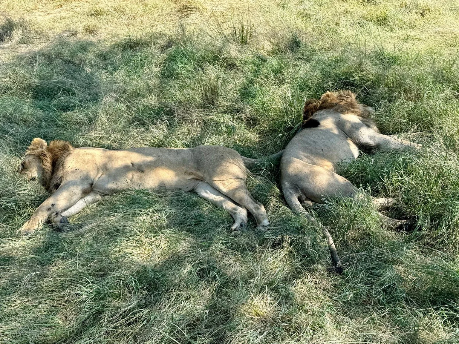 Deux lions allongés herbe safari Kenya Afrique