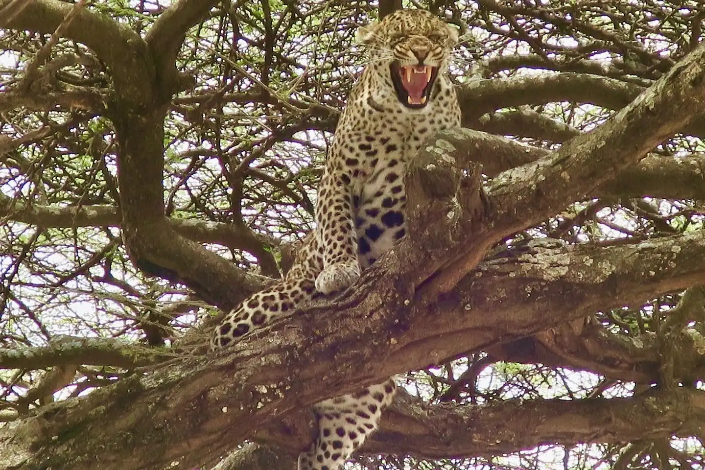 Léopard repos arbre parc lac Manyara Tanzanie