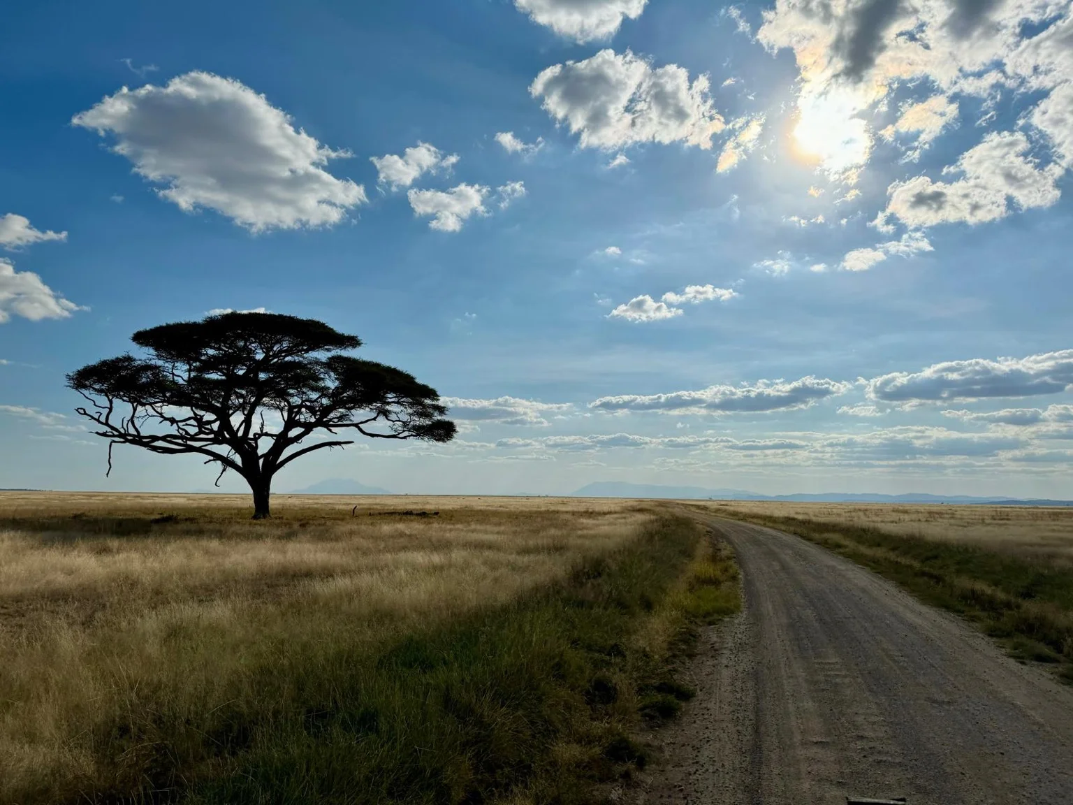 Arbre isolé savane parc Amboseli ciel ensoleillé Kenya Afrique