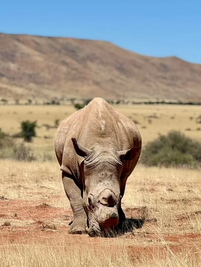 Rhinocéros blanc en liberté dans la savane du Damaraland Namibie