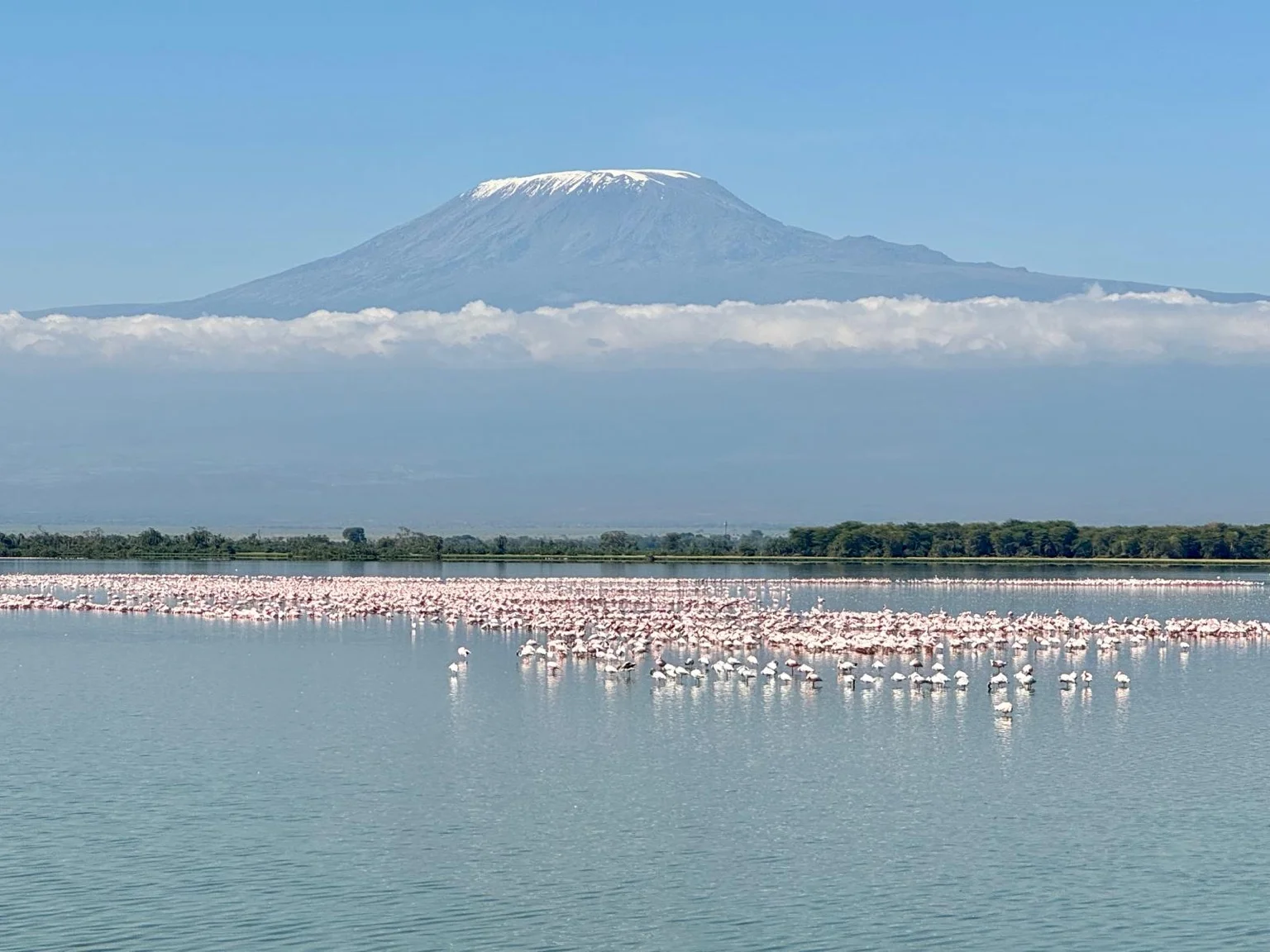 Flamants roses lac Kilimandjaro enneigé parc Amboseli Kenya AfriqueRéessayer