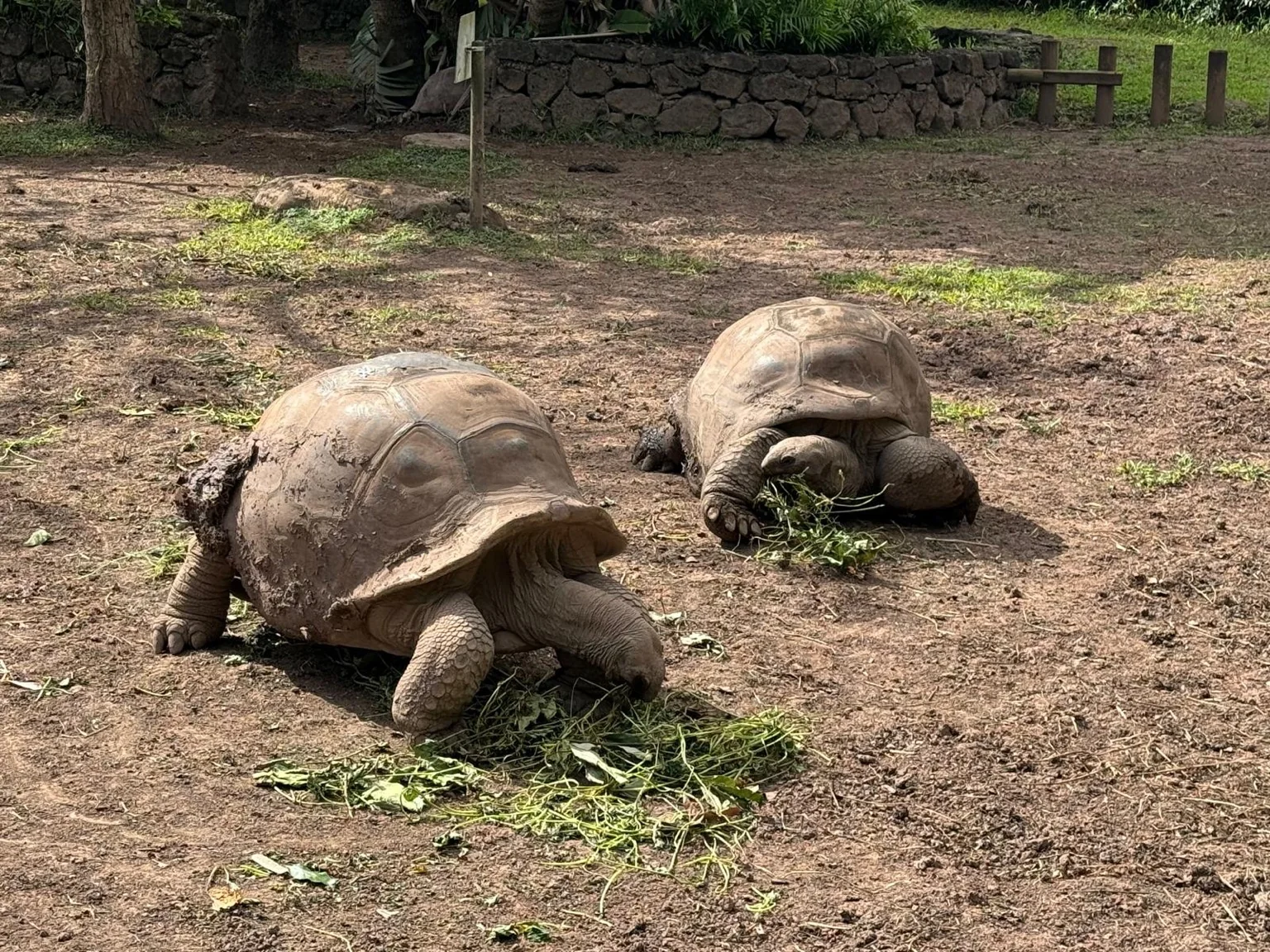 Deux tortues géantes sud île Maurice