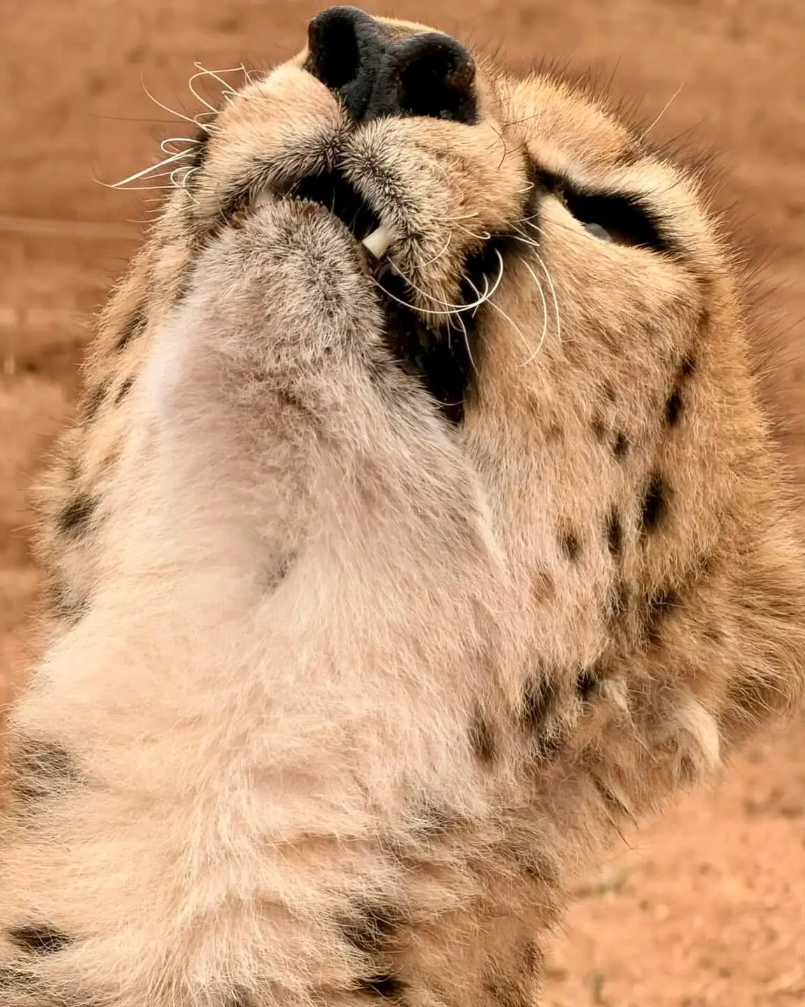 Gros plan d'un guépard la tête renversée en Namibie