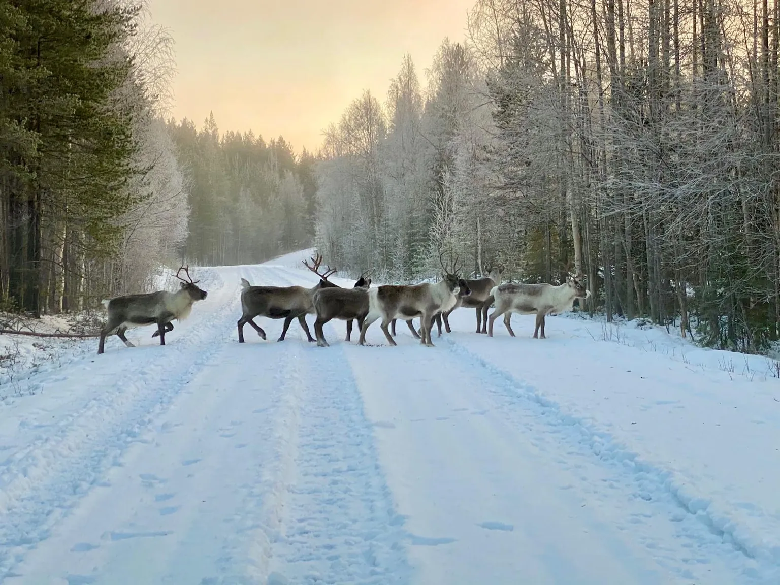 Rennes traversant route enneigée forêt Umeå Lycksele Laponie Suédoise
