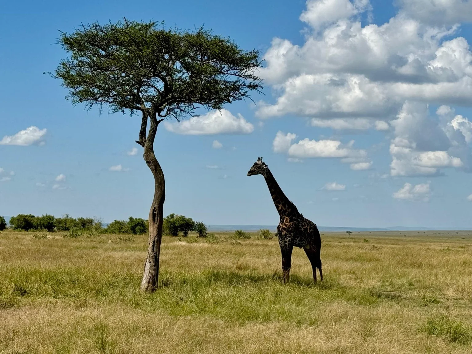 Girafe arbre savane safari Kenya Afrique