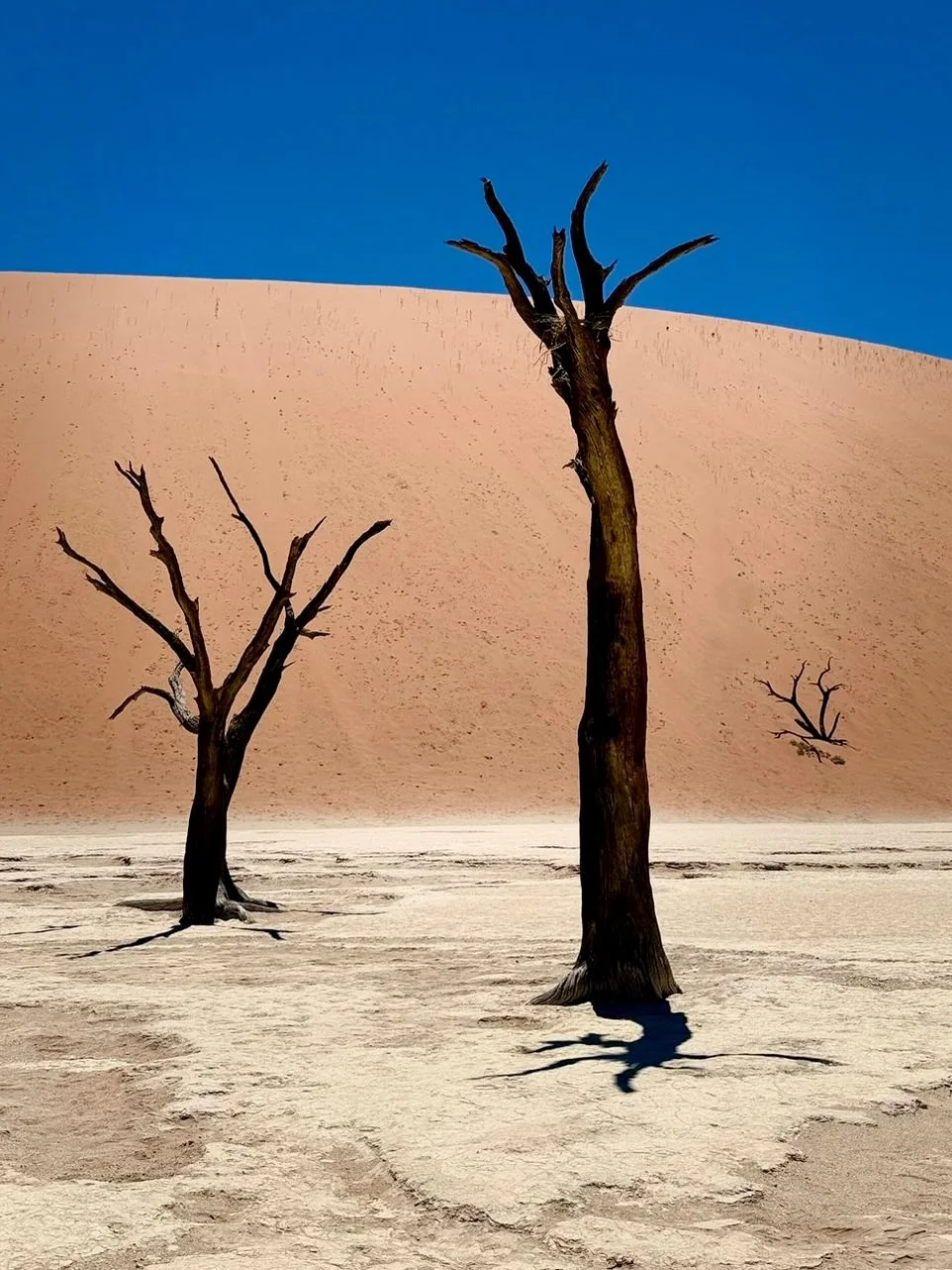 Arbres morts millénaires Deadvlei devant dune ocre Sossusvlei Namibie