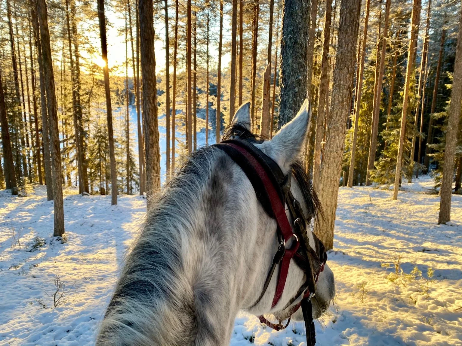 Cheval forêt enneigée coucher soleil Laponie Suédoise Umeå Lycksele