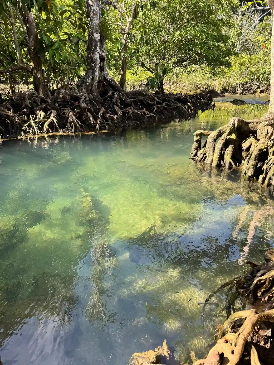 Mangrove racines eau claire Krabi Thaïlande