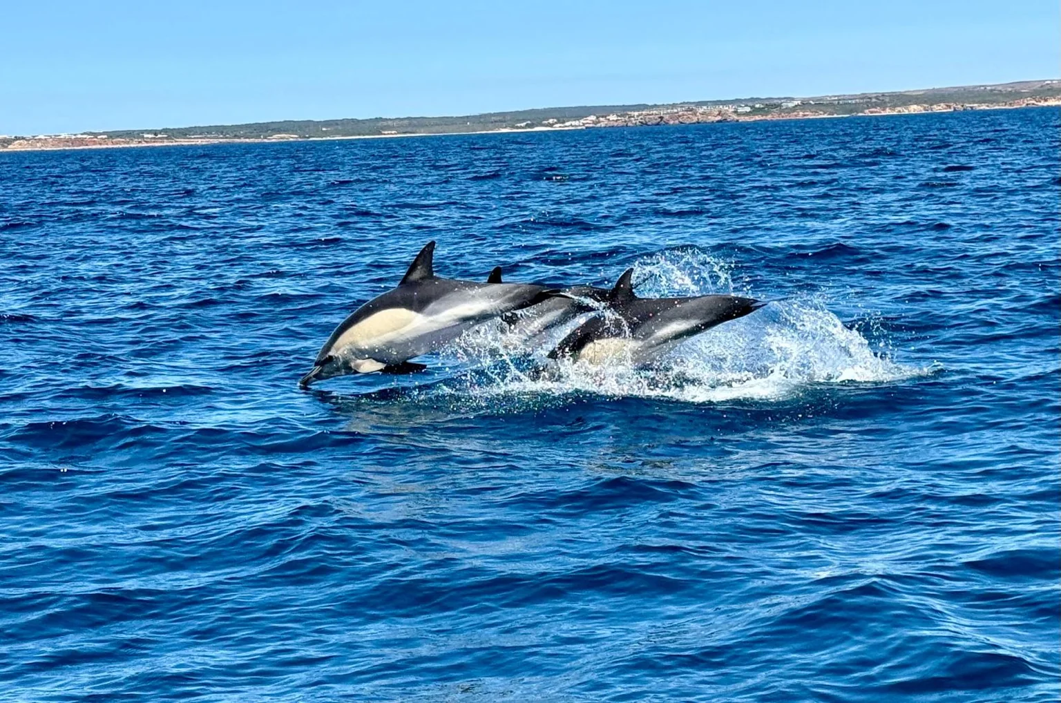 Dauphins sautant océan Atlantique Sagres Algarve Portugal