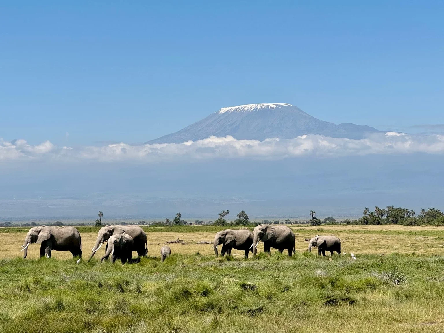 Éléphants savane Kilimandjaro arrière-plan parc Amboseli Kenya Afrique