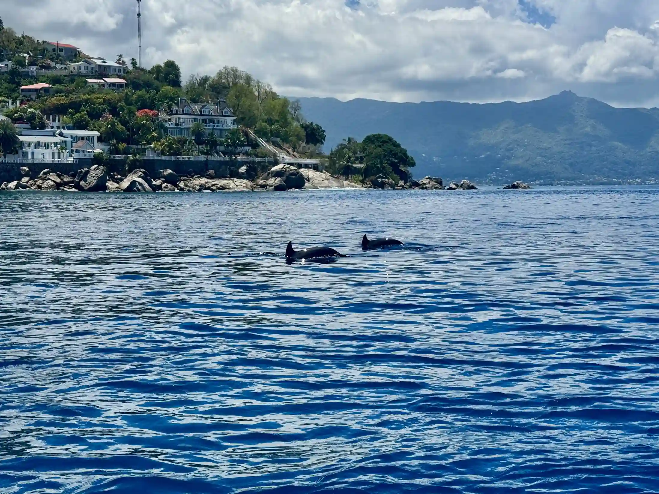 Dauphins nageant en surface excursion mer Mahé Seychelles