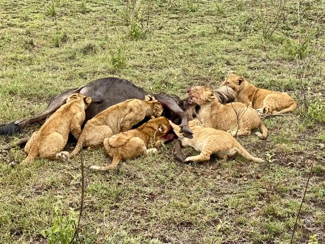 Lions repas savane parc Serengeti Tanzanie