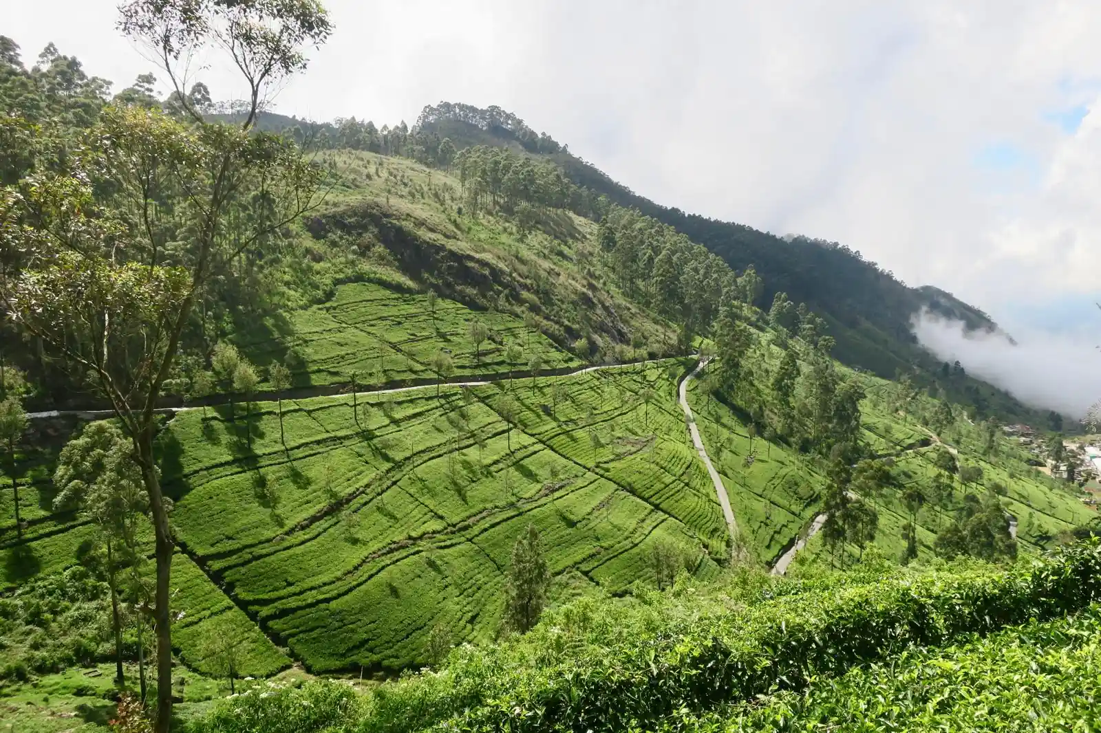 Paysage plantations thé vallée Sri Lanka