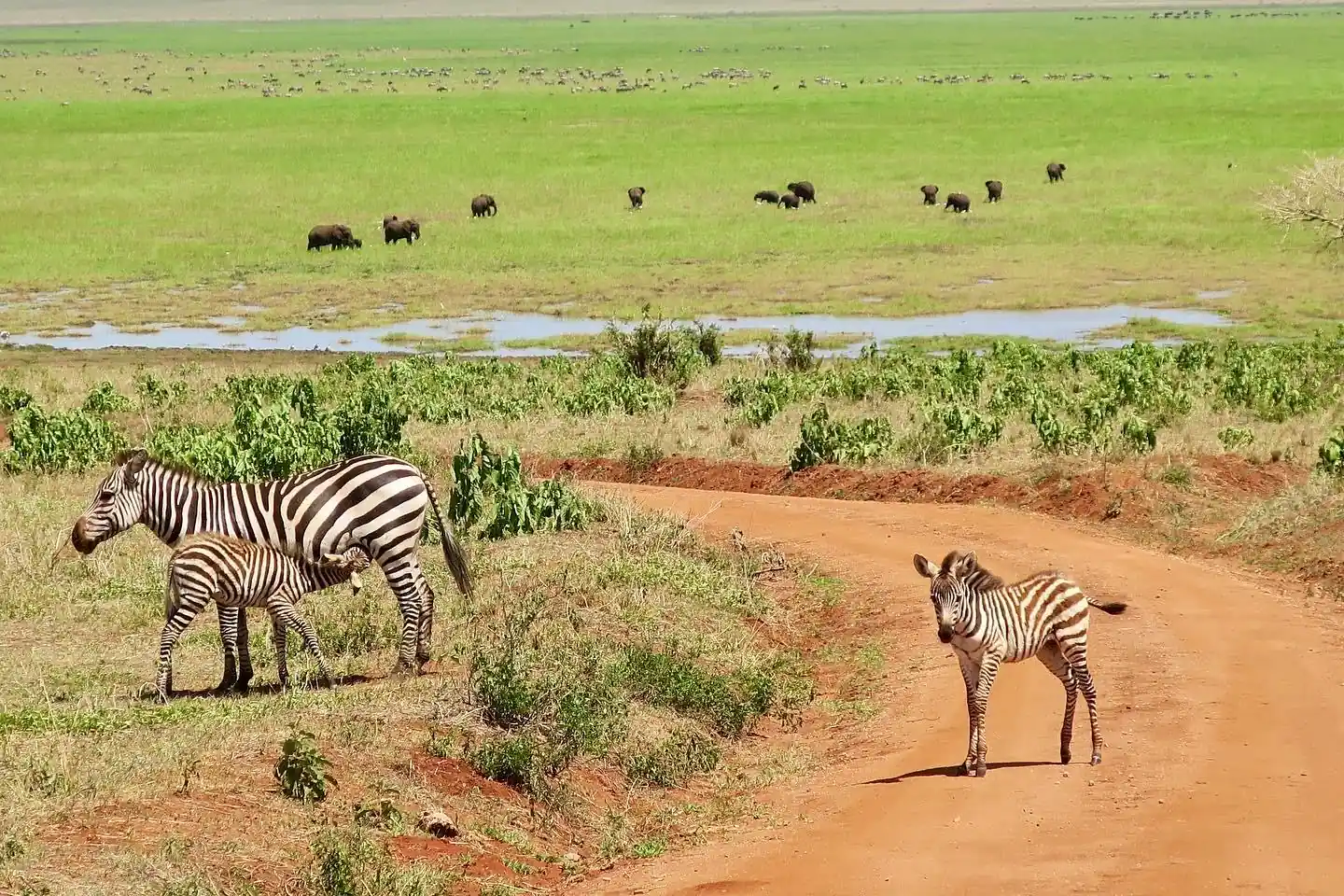 Famille zèbres buffles parc Serengeti Tanzanie