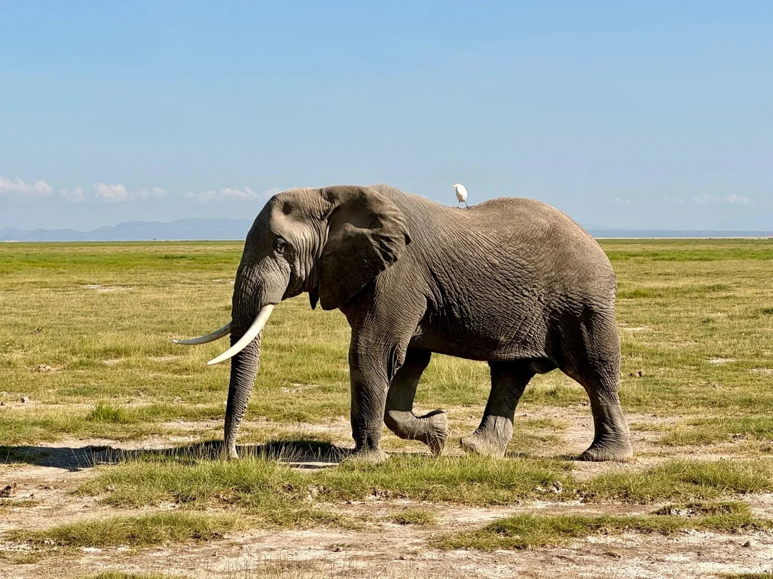 Éléphant marchant savane parc Amboseli Kenya Afrique