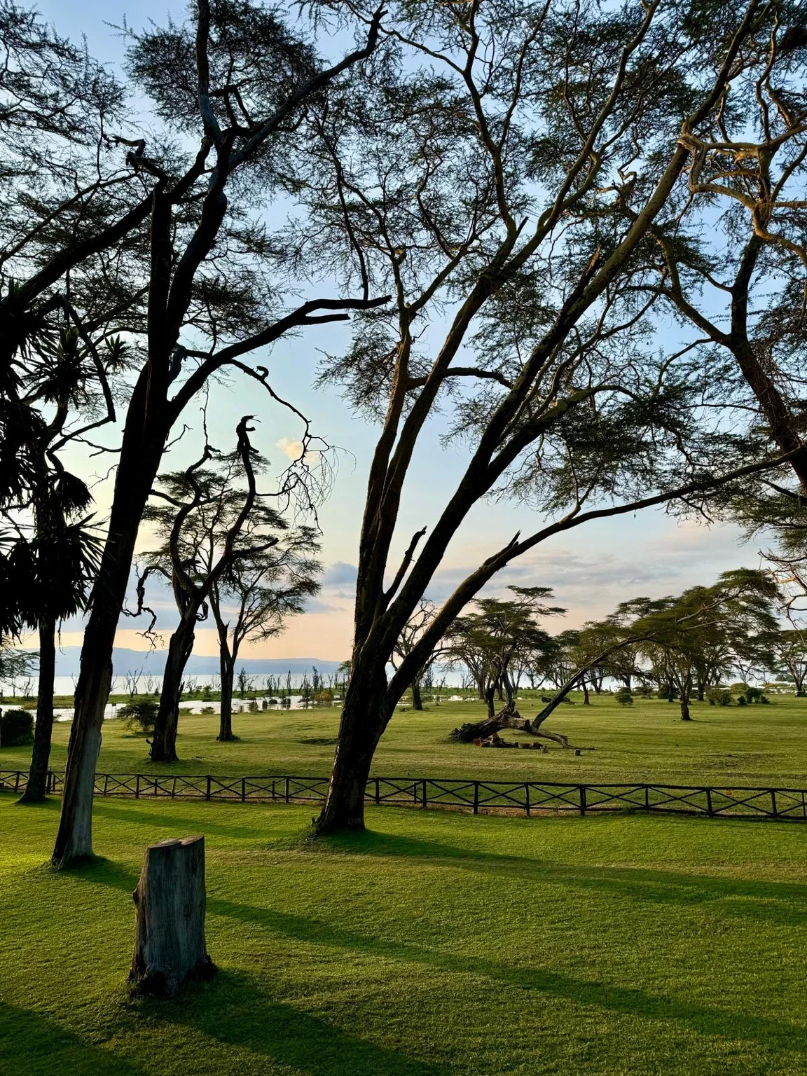 Zèbres broutant savane lac Naivasha Kenya AfriqueRéessayer