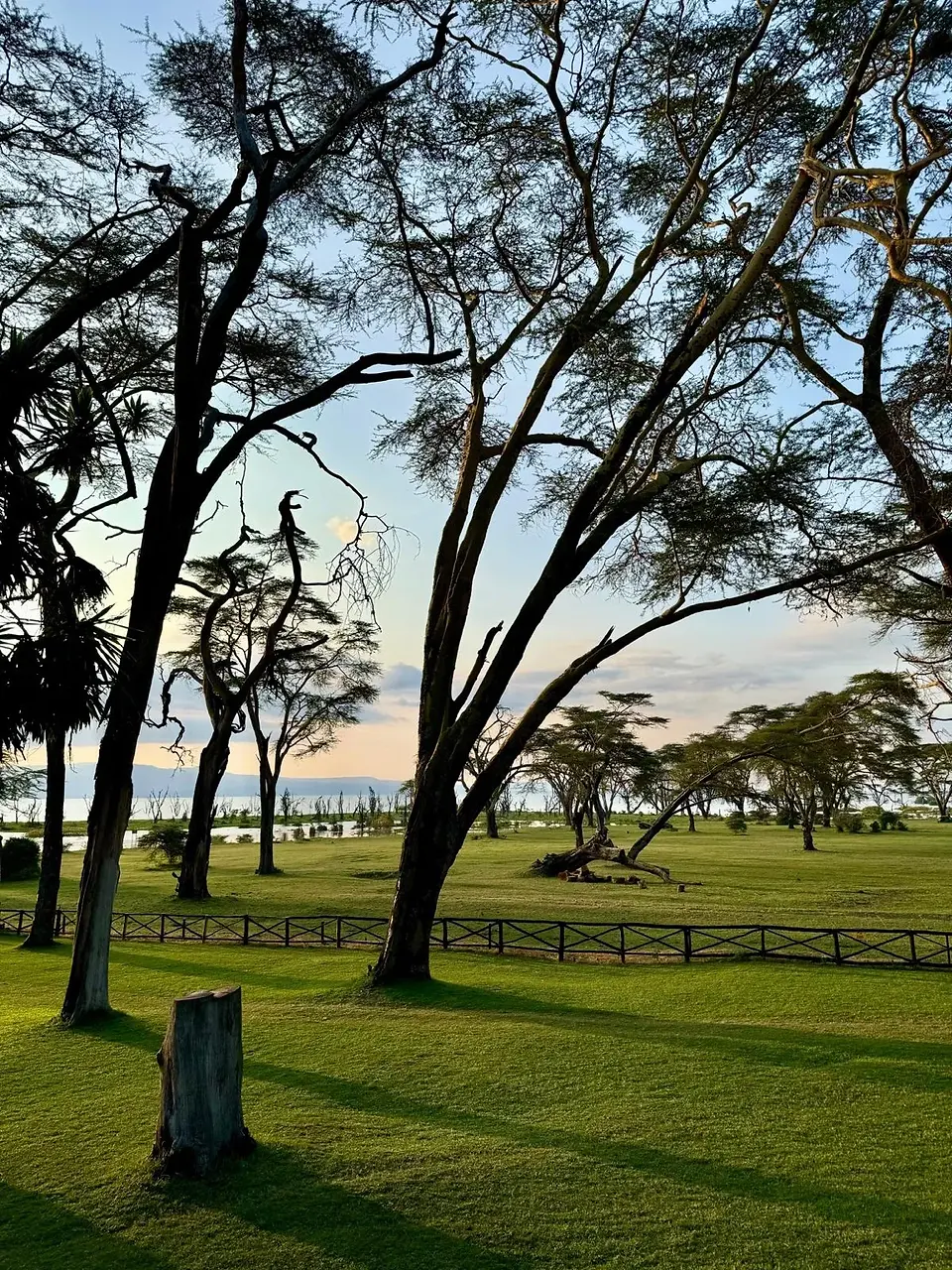 Zèbres broutant savane lac Naivasha Kenya AfriqueRéessayer