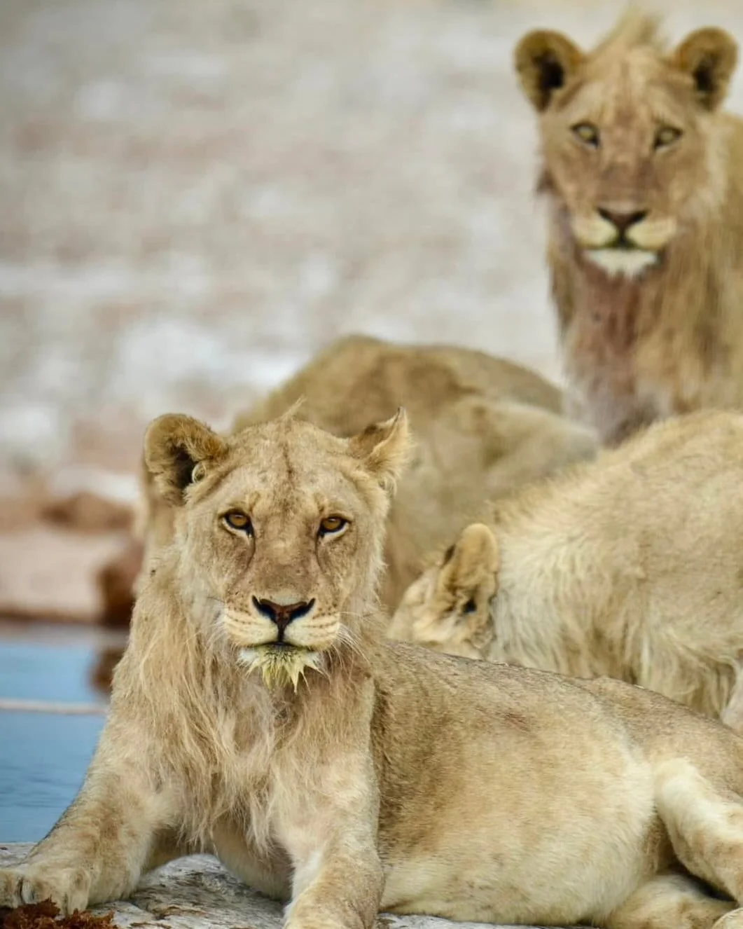 Groupe de lionnes et lionceaux au point d'eau du parc d'Etosha, Namibie