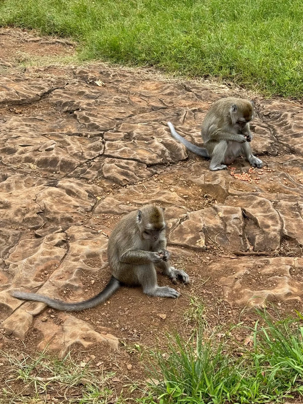 Deux singes rochers sud île Maurice