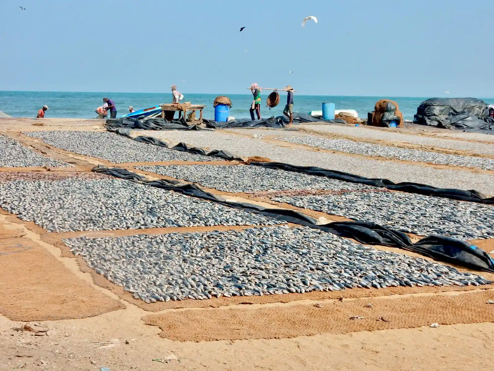 Séchage poisson sur le sable d'une plage à Negombo au sri lanka