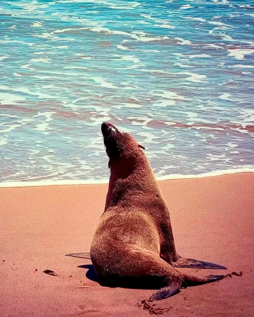 Otarie sur la plage de la côte atlantique namibienne face à l'océan