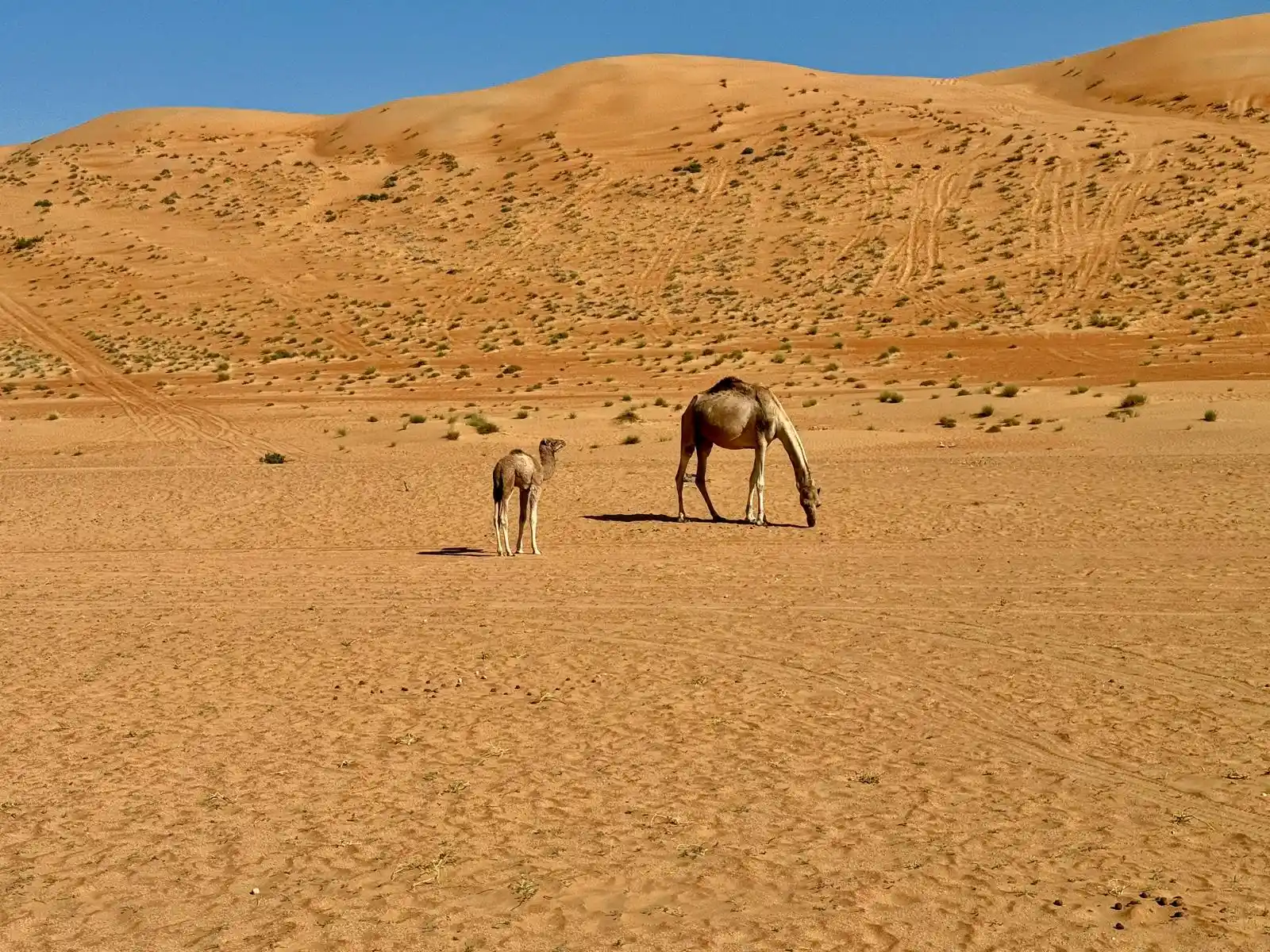 Chameaux dunes dorées désert Wahiba Sands Oman