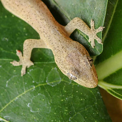 Asian house gecko