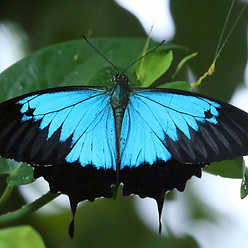 blue emperor