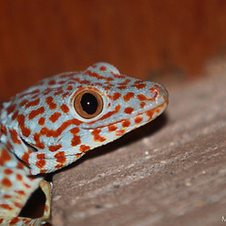 tokay gecko
